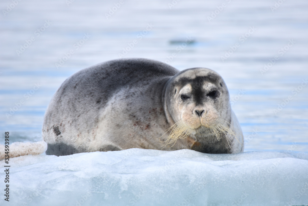 Fototapeta premium Earless seal in Svalbard, Norwegian territory