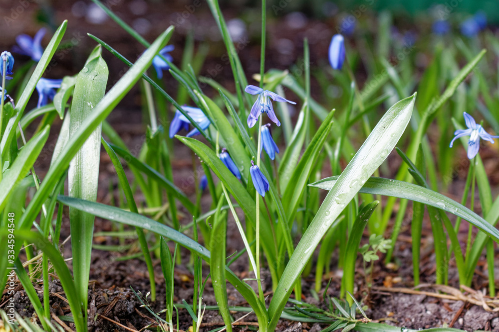 Siberian squill Scilla siberica flowers Siberian squill Scilla siberica flowers