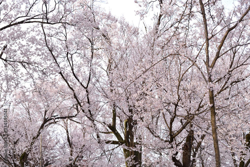 Image of Cherry tree in full bloom Image of Cherry tree in full bloom