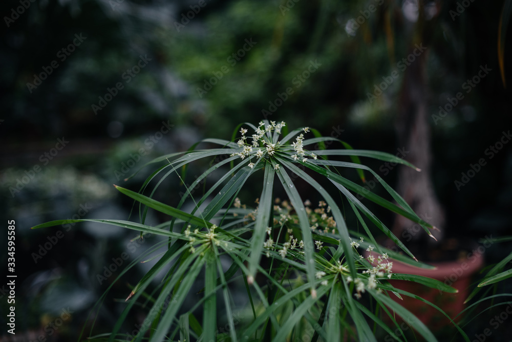 Fototapeta premium A tropical plant close up in the dense thickets of the jungle. Tropics