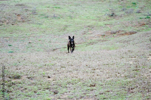 Pet dog running through rural field in Texas landscape alone during spring season, far away in hills.