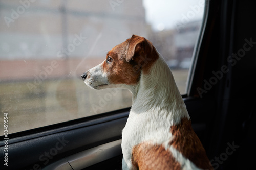 Dog Jack Russell Terrier looks curiously at the car window