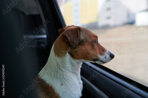 Dog Jack Russell Terrier looks curiously at the car window