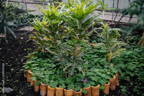 .Tropical plants in pots. Greenhouse  seedlings. Tropics
