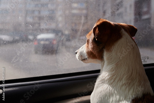 Dog Jack Russell Terrier looks curiously at the car window