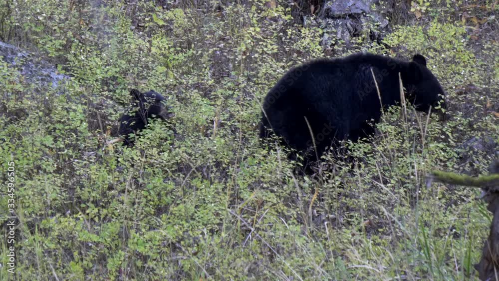 a black bear cub and its mother eat berries at yellowstone national park in wyoming, usa a black bear cub and its mother eat berries at yellowstone national park in wyoming, usa