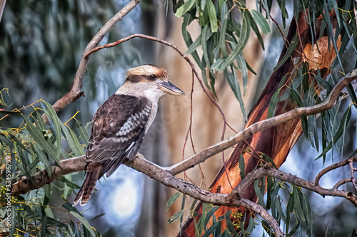 Kookaburra in a gum tree ...