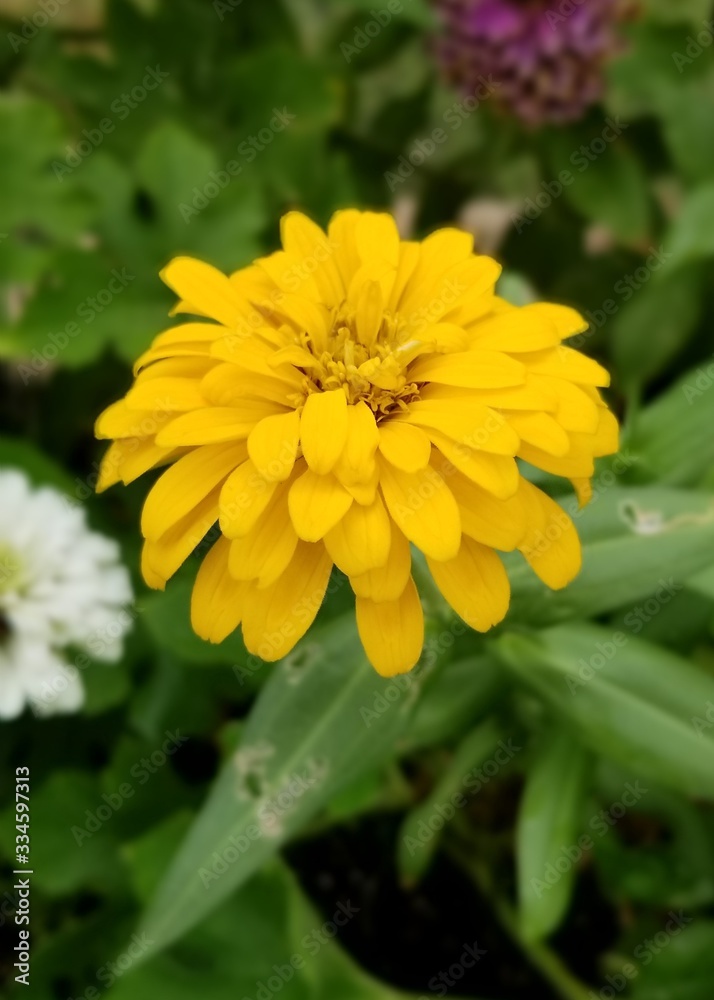 Fototapeta premium Zinnia Yellow