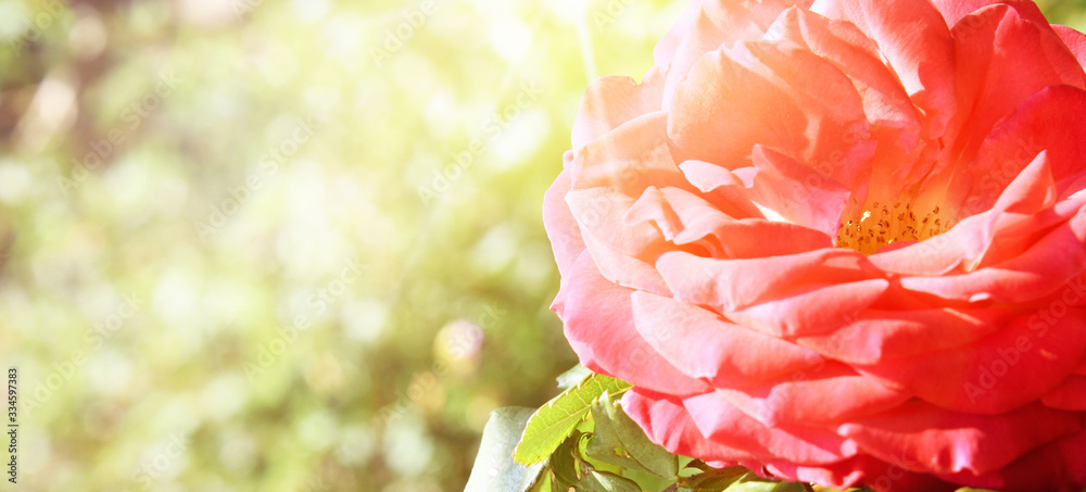 Garden rose, Summer time Garden rose, Summer time