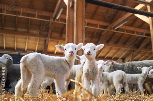 Fototapeta Naklejka Na Ścianę i Meble -  Lambs looking at camera in the wooden barn. In background group of sheep animals standing and eating on the farm.
