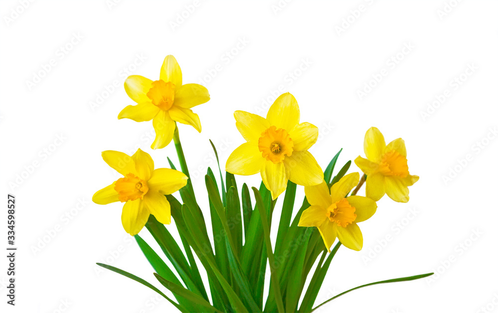 Yellow daffodils flowers isolated on white background - obrazy, fototapety, plakaty 