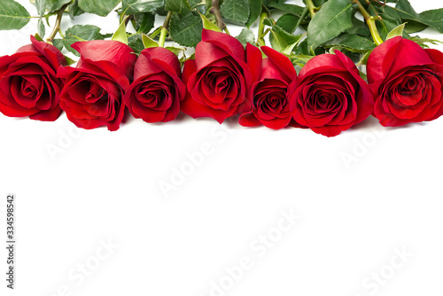 freshly cut red roses lie in a row forming a frame. copy space
