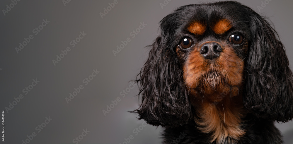 Extreme close up portrait of a beautiful Cavalier King Charles Spaniel dog against a gray background. Straight forward face shot. Dog looks into the camera lens.