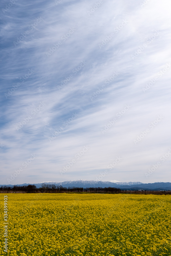 Obraz premium 新潟市福島潟の菜の花