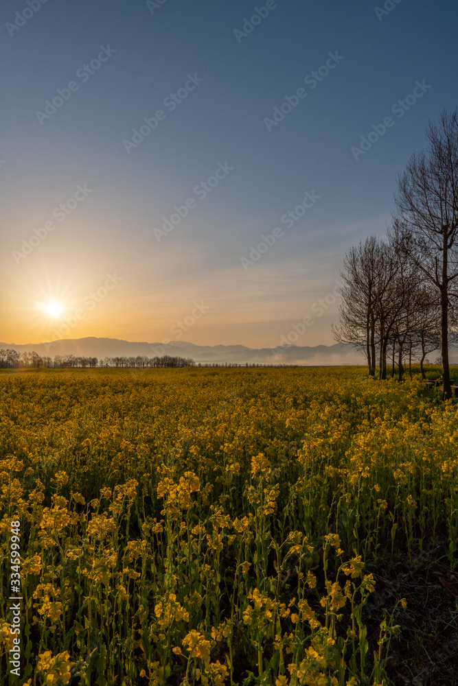 Obraz premium 朝焼けの光芒がキレイな新潟市福島潟の菜の花畑