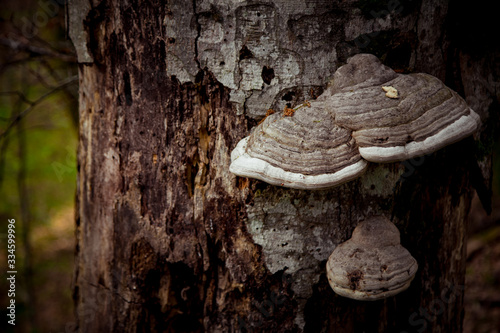 the fungus grows on a tree in the forest