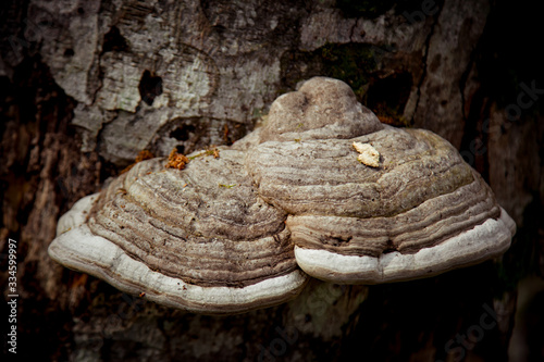 the fungus grows on a tree in the forest