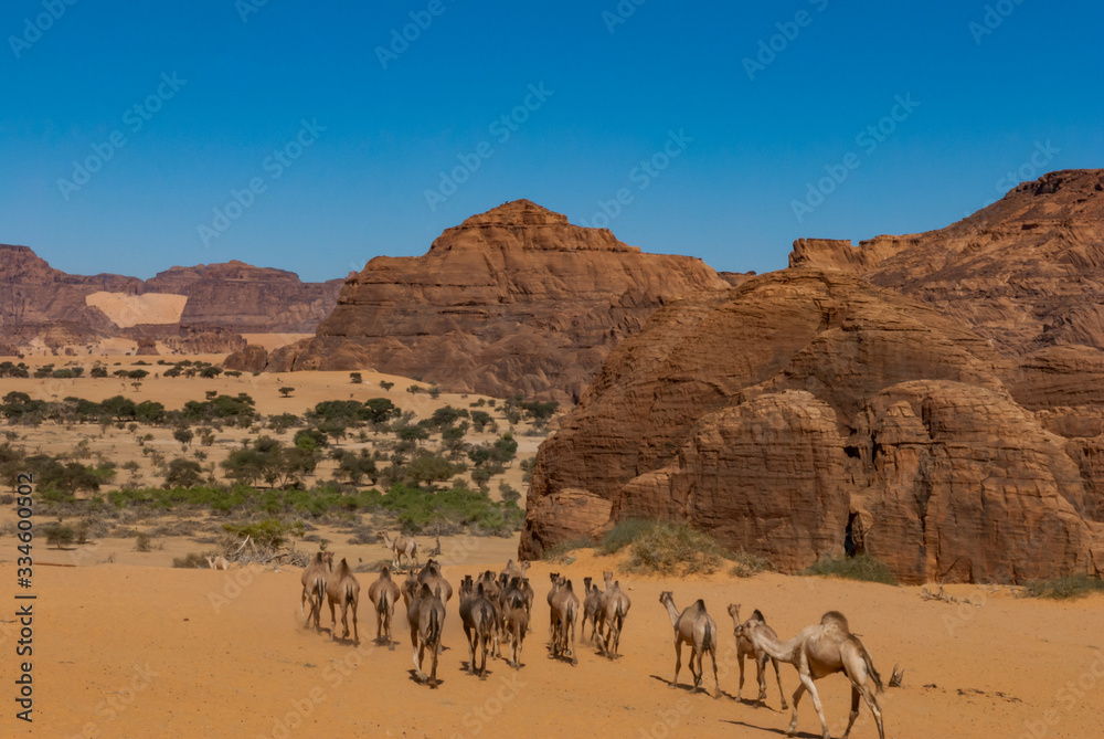 Natural rock formations and walking camels, Chad, Africa.