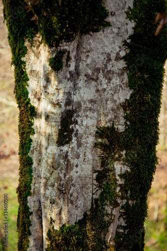 Fototapeta Naklejka Na Ścianę i Meble -  a tree in the forest,covered with moss, grows in summer.on sunny days