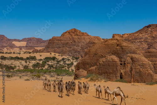 Natural rock formations and walking camels  Chad  Africa.