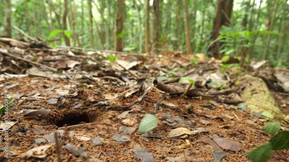 Trail of Leaf Cutter Ants (Atta sp.). Wide-angle shot in their natural habitat, pristine tropical rainforest in Orellana province in the Ecuadorian Amazon Trail of Leaf Cutter Ants (Atta sp.). Wide-angle shot in their natural habitat, pristine tropical rainforest in Orellana province in the Ecuadorian Amazon