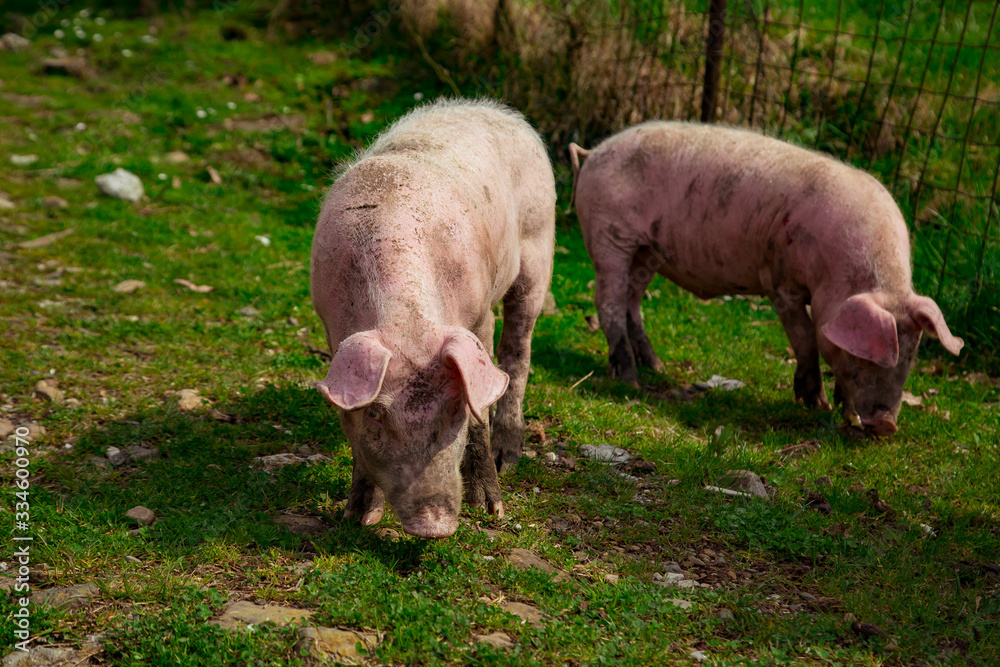 dirty, young pigs, walking on the street, on a summer day, in the village dirty, young pigs, walking on the street, on a summer day, in the village