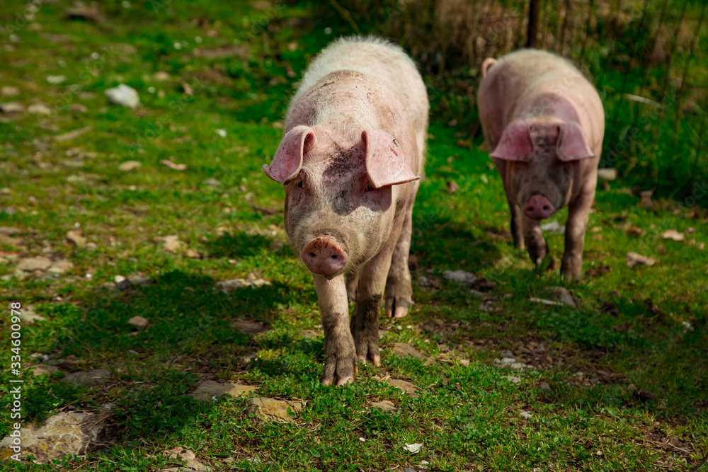 dirty, young pigs, walking on the street, on a summer day, in the village dirty, young pigs, walking on the street, on a summer day, in the village
