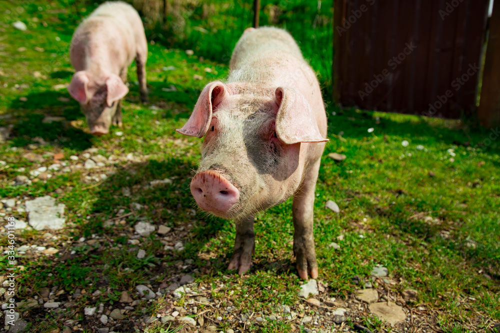 dirty, young pigs, walking on the street, on a summer day, in the village dirty, young pigs, walking on the street, on a summer day, in the village