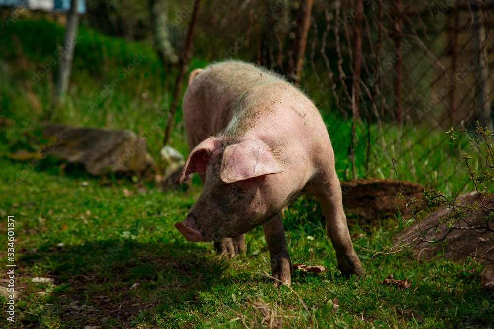 dirty, young pigs, walking on the street, on a summer day, in the village dirty, young pigs, walking on the street, on a summer day, in the village