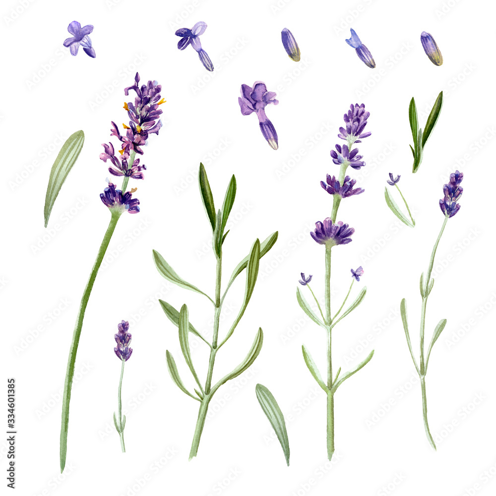 Obraz Lavender flowers isolated on white background. Watercolor botanical illustration