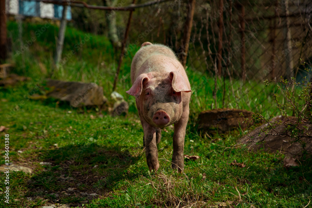 dirty, young pigs, walking on the street, on a summer day, in the village dirty, young pigs, walking on the street, on a summer day, in the village