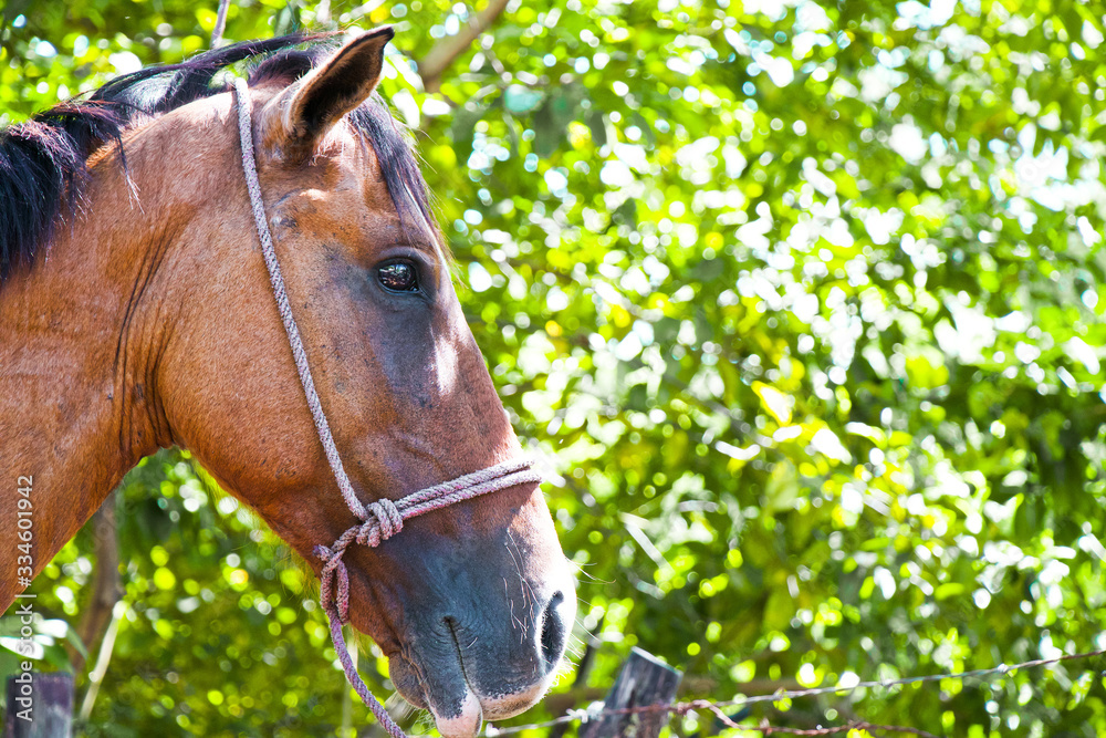 horse horse
