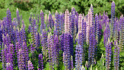 Blooming lupine flowers. A field of lupines. Violet and pink lupin in meadow. Colorful bunch of lupines summer flower background. Blooming lupine flowers.