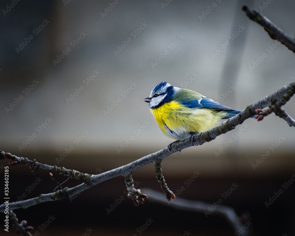 Fototapeta premium Blue tomtit on the branch