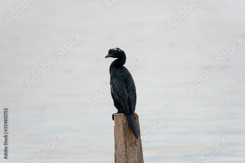 cormorant (Phalacrocorax brasilianus) recorded on a branch © creavist