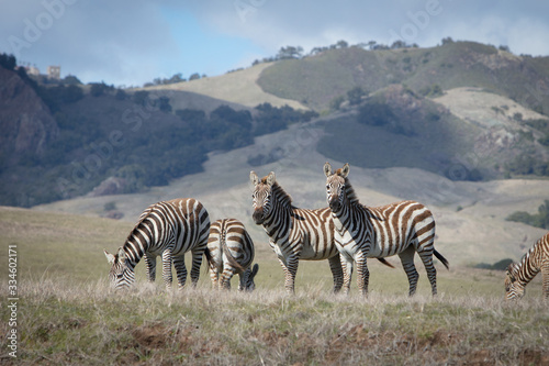 Fototapeta Naklejka Na Ścianę i Meble -  Zebra Herd - Looking and Grazing - Central Coast of California