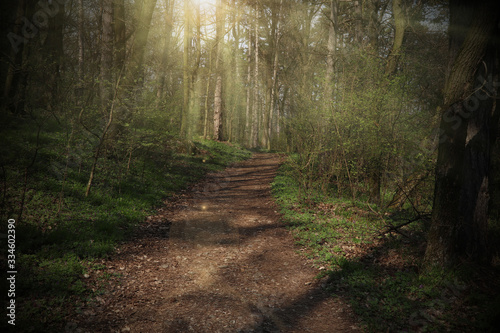 Footpath through Forest illuminated by sunbeams through fog. Beautiful green forest during spring or summer.