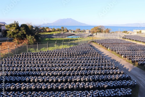 霧島市　壷畑と桜島の風景