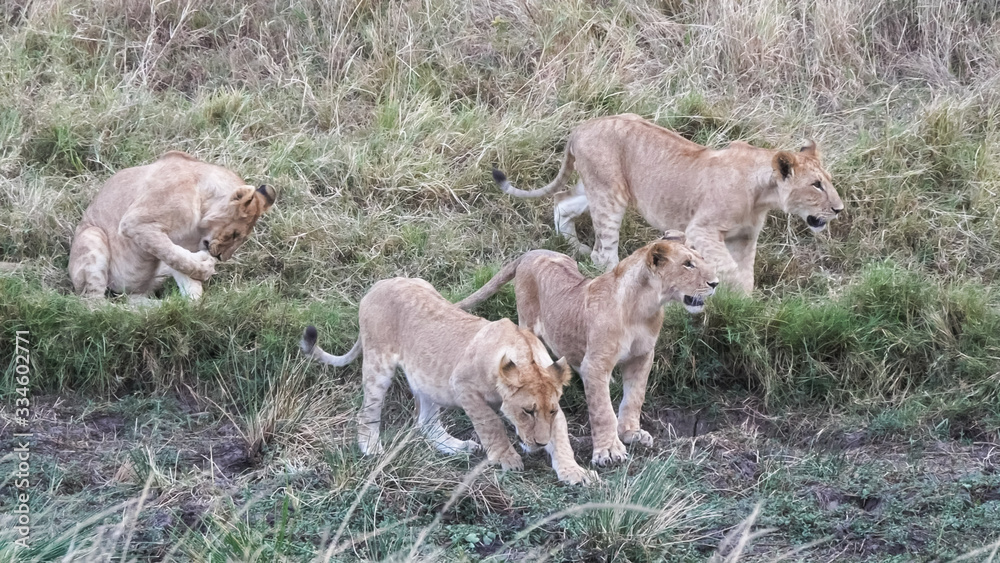 Fototapeta premium a pride of young lion cubs at masai mara in kenya