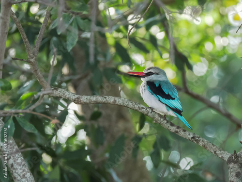 Konstfotografi wide shot of a woodland kingfisher at masai mara, kenya