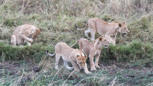 a pride of young lion cubs at masai mara in kenya