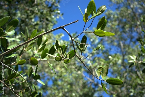 branch of a tree