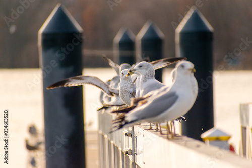 seagulls resting on bridge