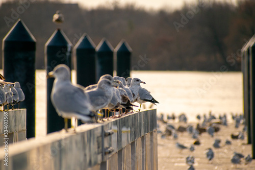 seagulls resting on bridge