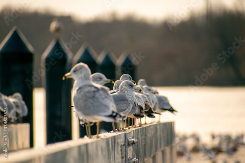 seagulls resting on bridge