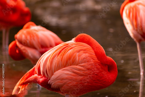 a group of flamingos resting on water