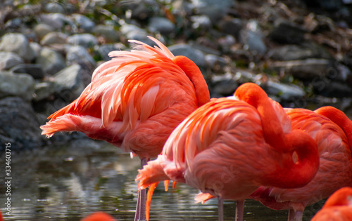 a couple of flamingos resting on a pond