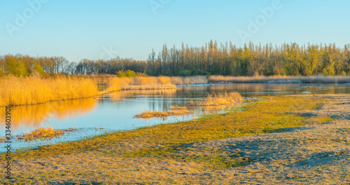 Reed along the edge of a lake below a blue sky in sunlight at sunrise in spring