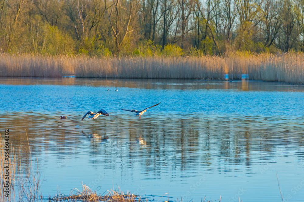 Duck flying over the shore of a lake in sunlight below a blue sky at sunrise in spring