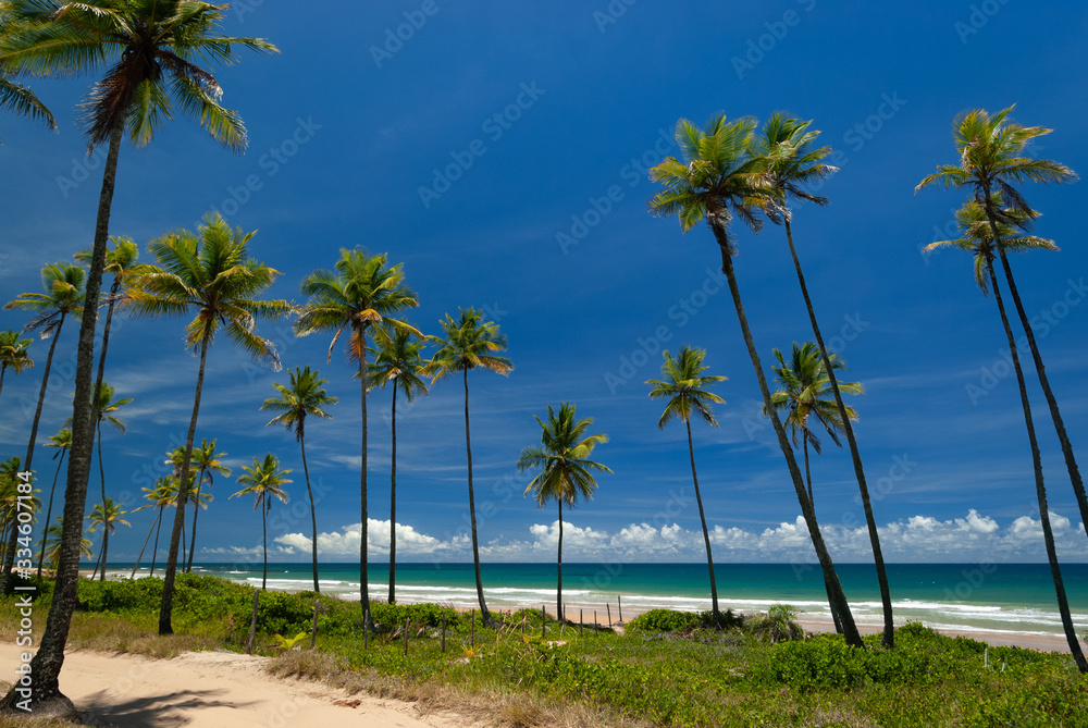 Taipu de Fora Beach, Penisula de Marau,  Sunny day with coconut trees by the sea, on this beautiful and peaceful beach in southern Bahia, Brazil on February 23, 2008. 